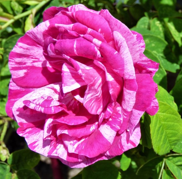 Rosa mundi (gallica versicolor)