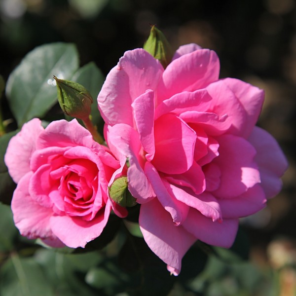 Rose-Monikas-Pink-Strauchrosen-3
