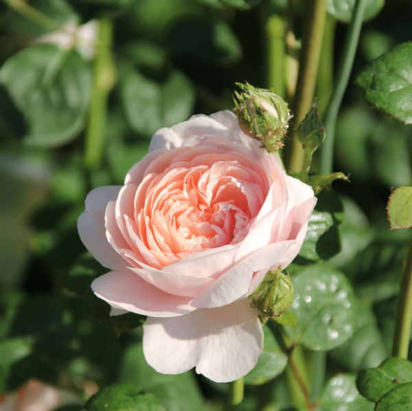 Rose-Souvenir-de-Ettenbühl-strauchrosen-5