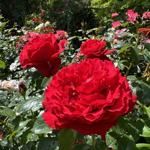 The Geheimrat's Rose